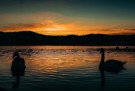 Svaner i solnedgang thumbnail